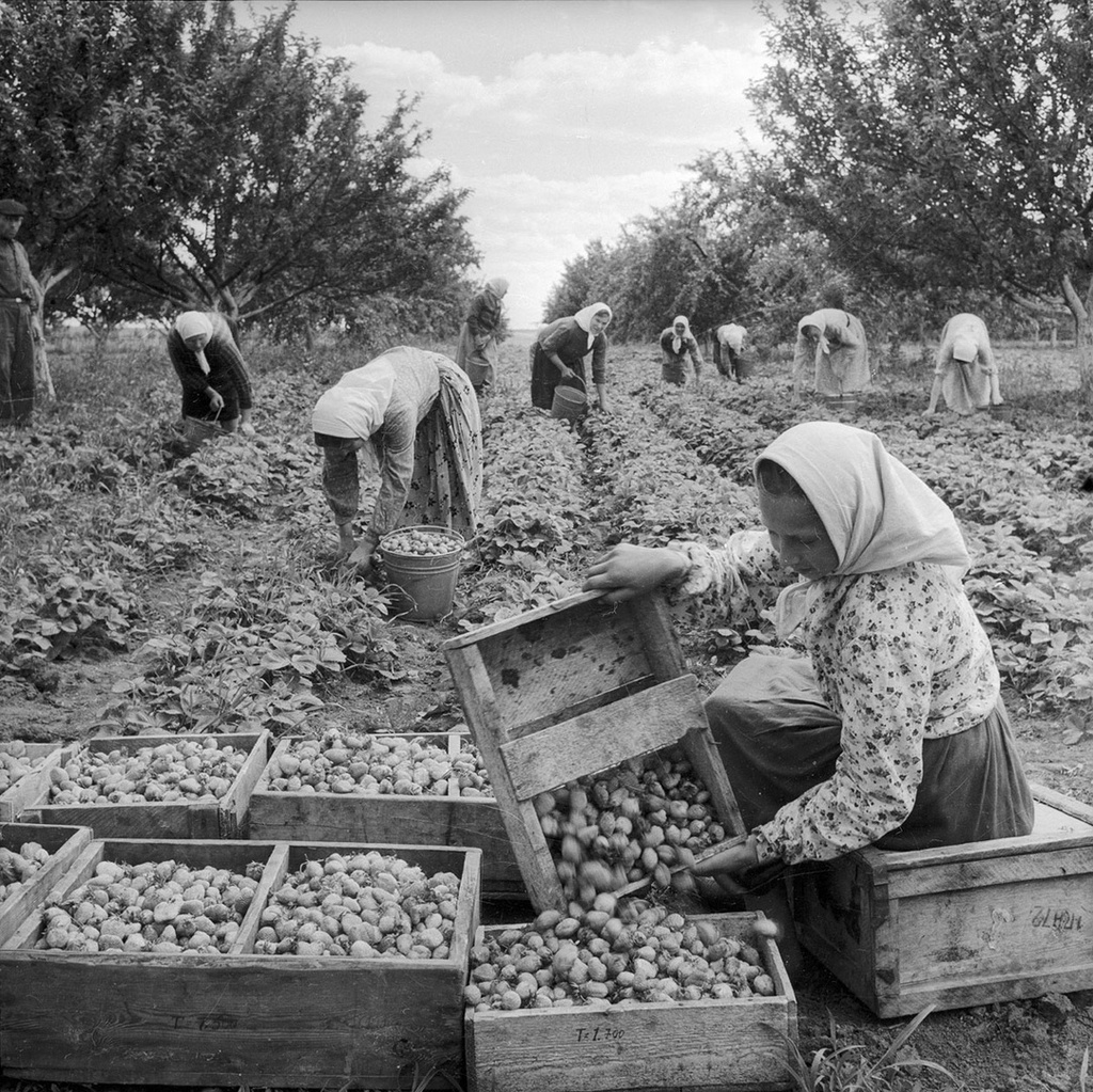 Сбор урожая, 1949 год, совхоз «Гигант». Выставка «СССР в 1949 году» с этой фотографией.