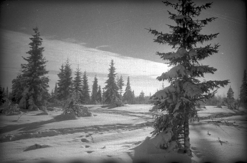 Сумерки в лесу. Фотоэтюд. Советско-финская война, 1 декабря 1939 - 29 февраля 1940