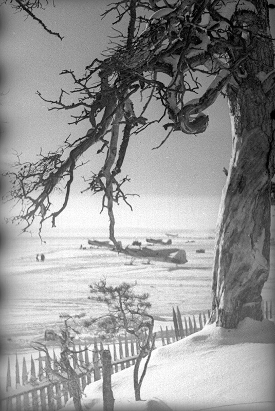 Советско-финская война. Полевой аэродром. Фотоэтюд «Старое дерево», 30 ноября 1939 - 29 февраля 1940