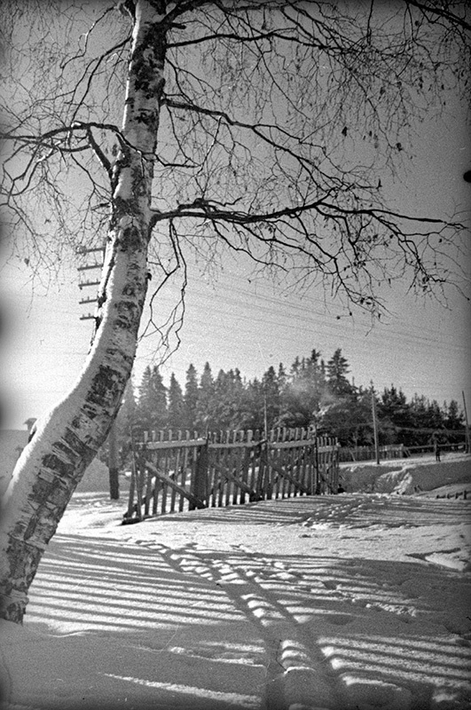 Береза. Фотоэтюд. Советско-финская война, 1 декабря 1939 - 29 февраля 1940