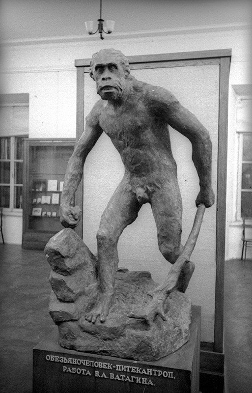 Обезьяночеловек-питекантроп, 1941 год, г. Москва. &nbsp;В экспозиции Музея антропологии Московского университета.