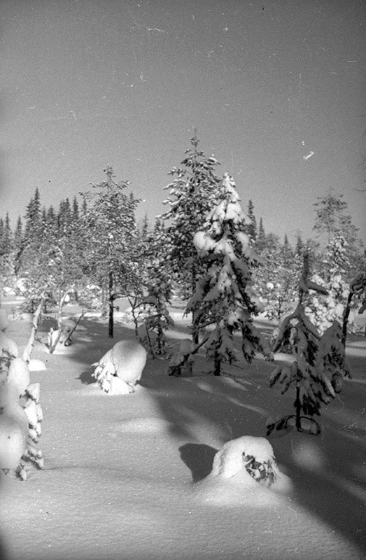 Советско-финская война. «Елки. Снег не тронут». Фотоэтюд, 1 декабря 1939 - 29 февраля 1940