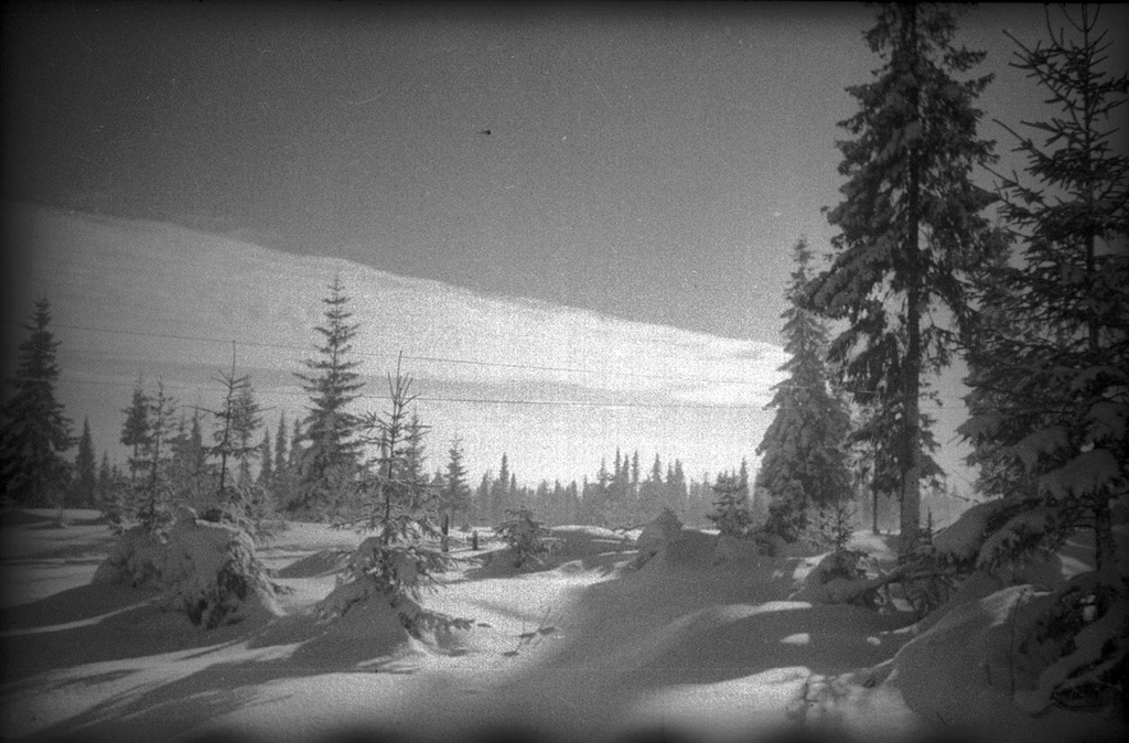 Сумерки в лесу. Фотоэтюд. Советско-финская война, 1 декабря 1939 - 29 февраля 1940