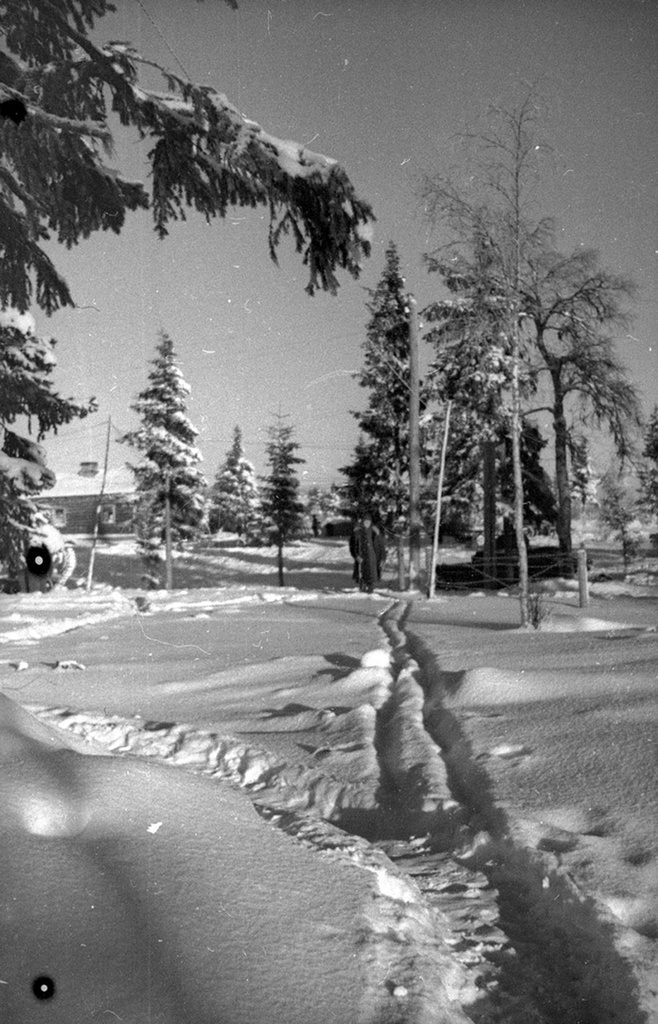Лес. Фотоэтюд. Советско-финская война, 1 декабря 1939 - 29 февраля 1940