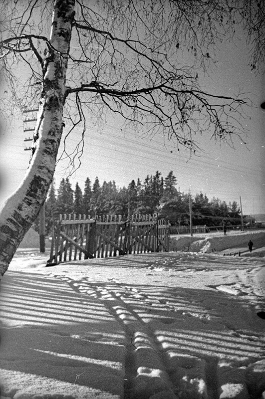 Береза. Фотоэтюд. Советско-финская война, 1 декабря 1939 - 29 февраля 1940