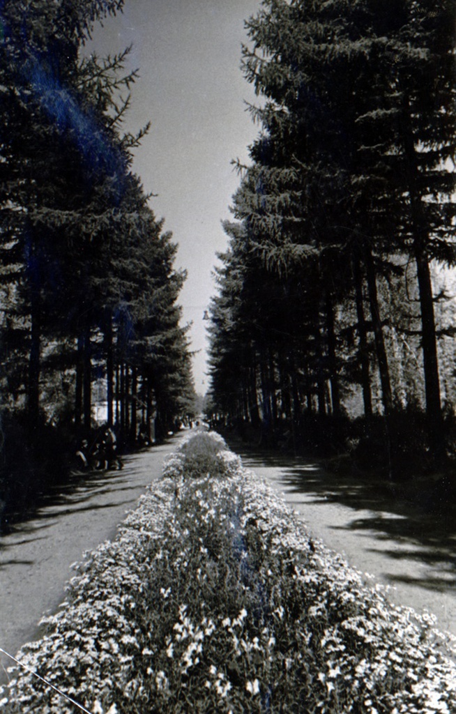 Парк Сокольники, 1950 год, г. Москва. «23 410 деревьев, 67 812 кустарников и 134 127 цветов посажено в 1950 году, на 4 гектарах заложен новый древесный питомник».  