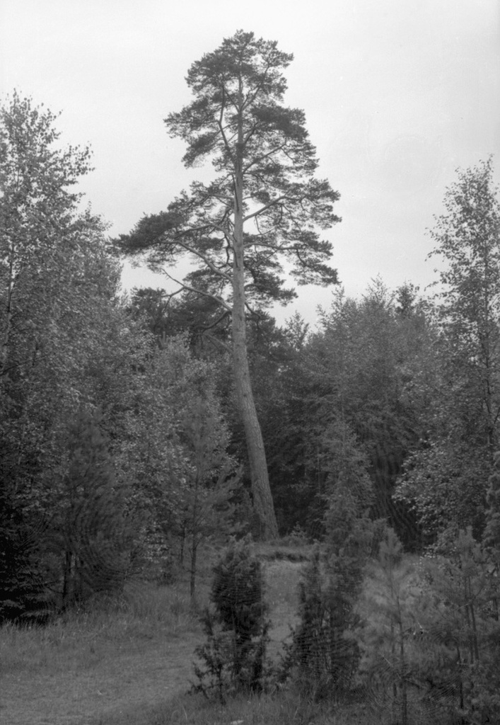 Сосна на окраине леса, май - октябрь 1956, Ленинградская обл., г. Зеленогорск. Выставка «Лес» с этой фотографией.