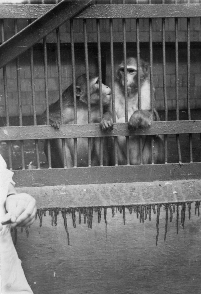 Сухумский обезьяний питомник, май - сентябрь 1973, г. Сухуми. До 1936 и после 1992 года – Сухум.