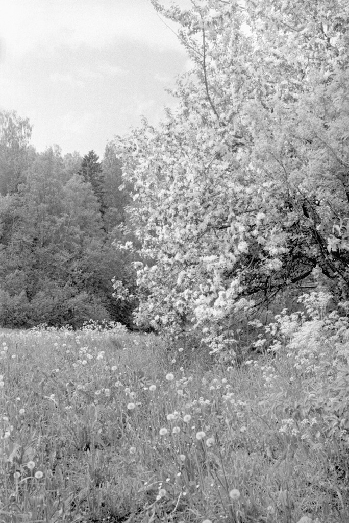 Летнее цветение, июнь 1982, Карельская АССР, Питкяранский р-н. 