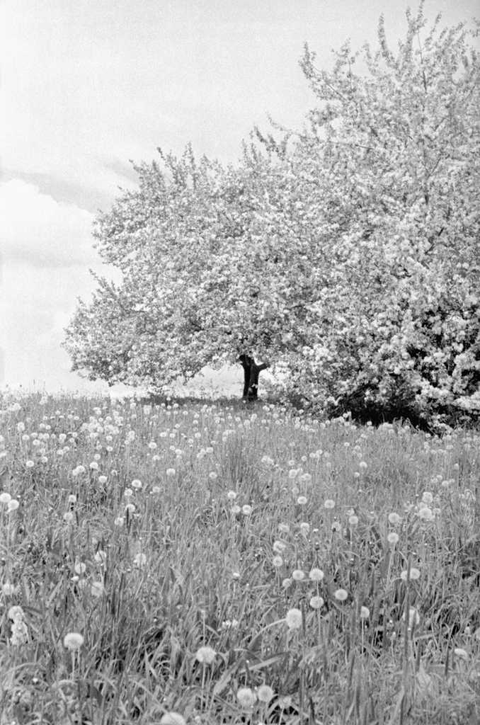 Летнее цветение, июнь 1982, Карельская АССР, Питкяранский р-н. 