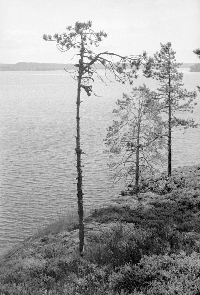 Сосны на скалистых берегах Ладоги, июнь 1982, Карельская АССР, Питкяранский р-н. 