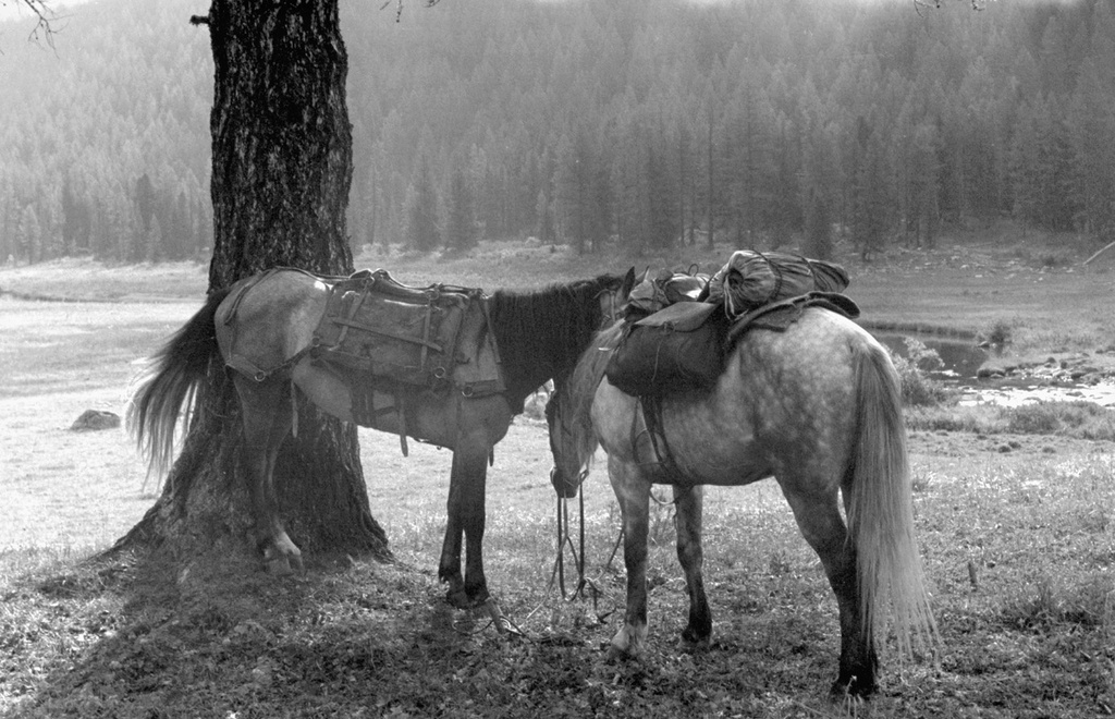 Лошади на привале в долине реки Собачья Тихая, 12 августа 1989, Горно-Алтайская АО, Усть-Коксинский р-н. 