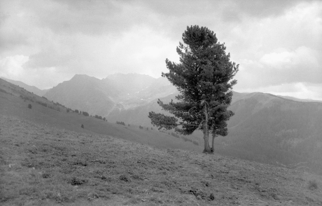 Одинокий кедр на склоне, 12 августа 1989, Горно-Алтайская АО, Усть-Коксинский р-н. 