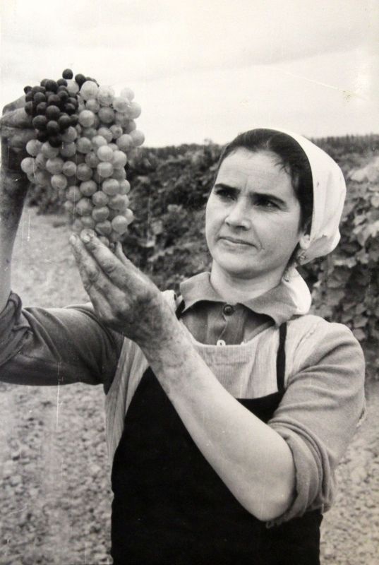 Казачка-некрасовка Анна Ивановна Бабаева на уборке винограда, 1977 год, Ставропольский край. Выставка «Казаки» с этой фотографией.