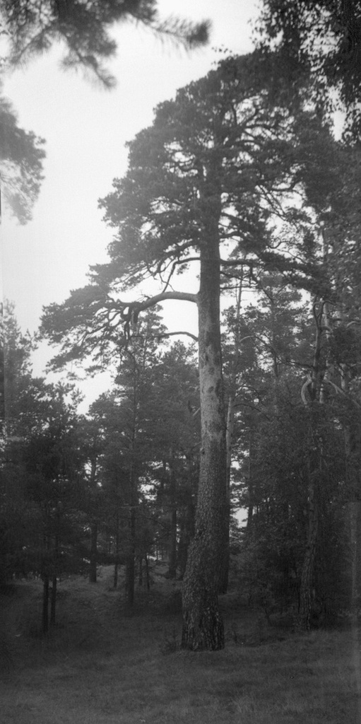 Сосна на берегу Рижского залива, июнь - август 1963, Латвийская ССР. 