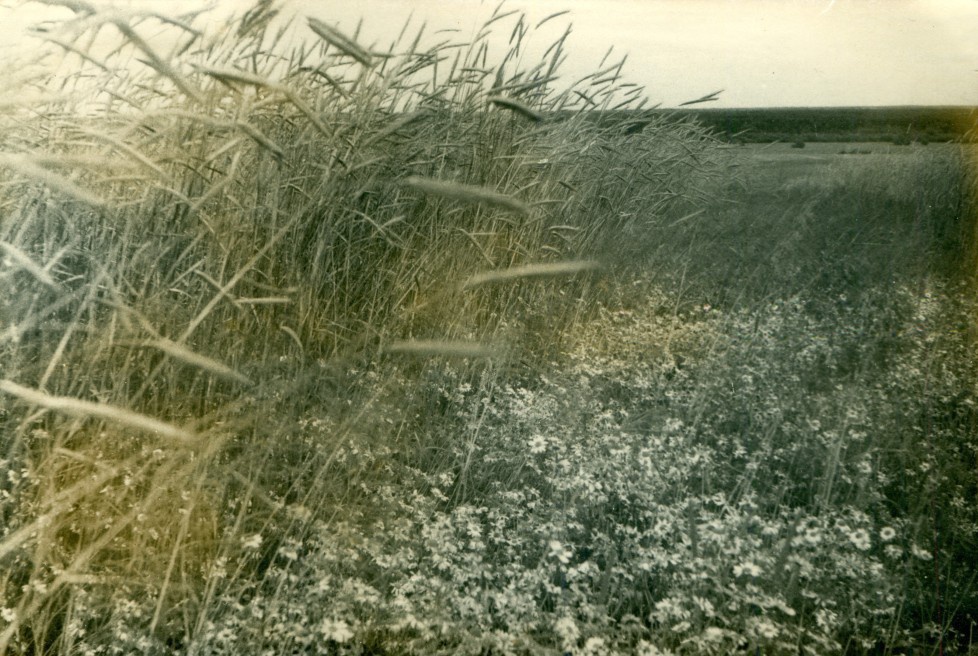 Пейзаж с ромашками и пшеницей, август 1970, Костромская обл., Нейский р-н, с. Покровское. 