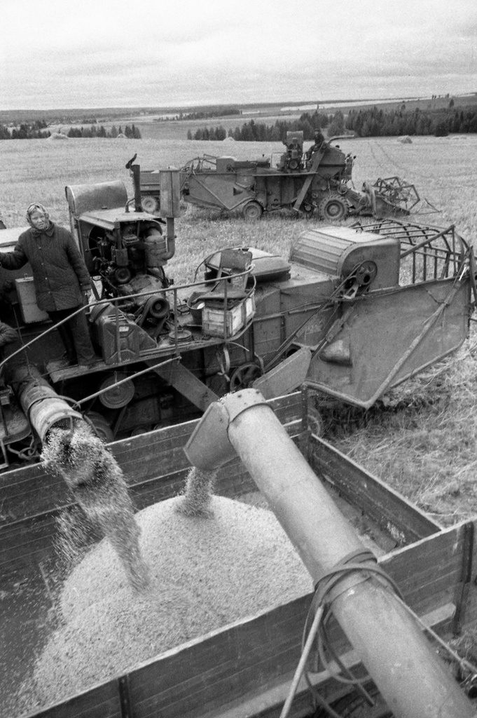 Зерно нового урожая в Кочёвском районе, 1980 год, Пермская обл., Кочевский р-н