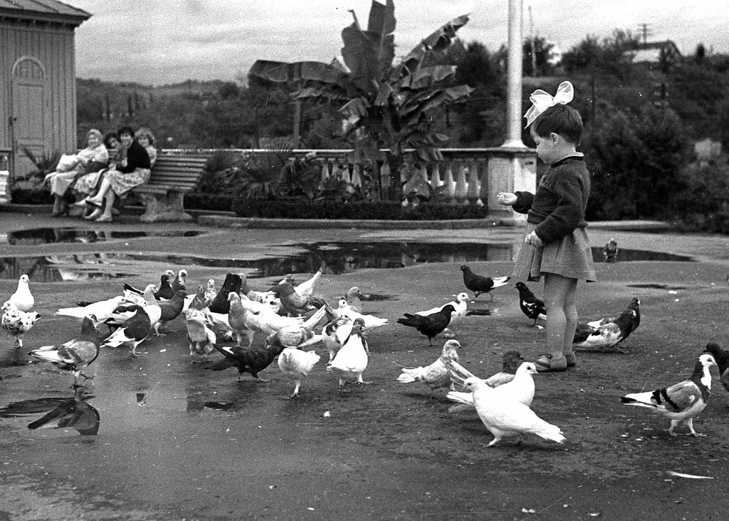 Кормление голубей, 1959 год, г. Адлер. 