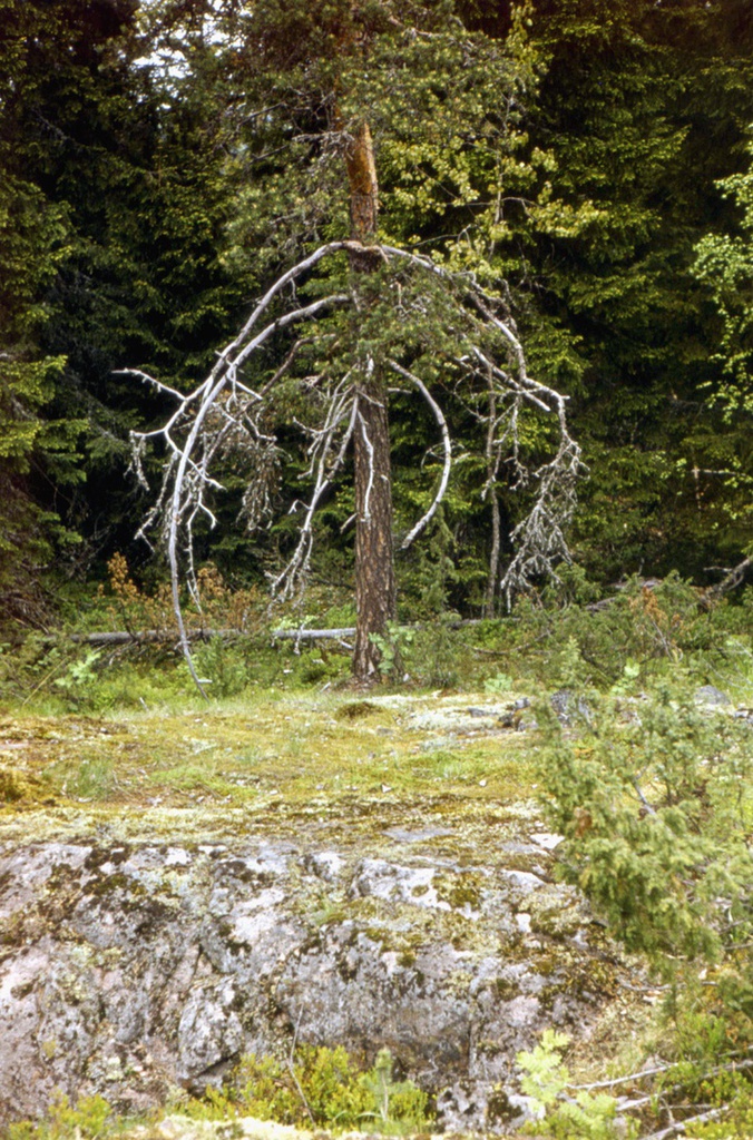 Сосновые ветви и мох на камнях в Карелии, 1 июля 1977 - 30 августа 1977, Карельская АССР, Сортавальский р-н. 