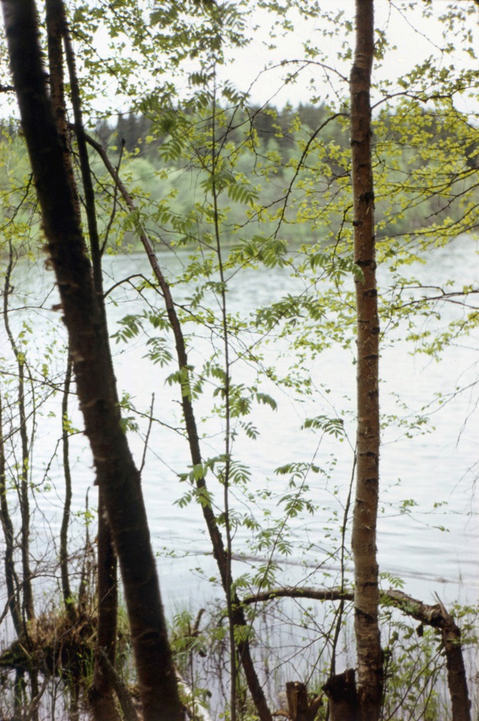 Весна в Карелии – стволы молодых деревьев, 10 мая 1977 - 1 июля 1977, Карельская АССР, Сортавальский р-н. 