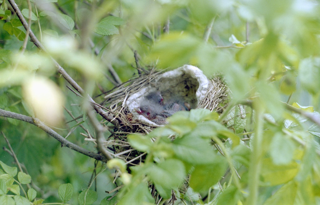 Гнездо с птенцами на ветках заросшего куста, 1 июля 1998 - 30 августа 1998, Калужская обл., Тарусский р-н, с. Барятино. 