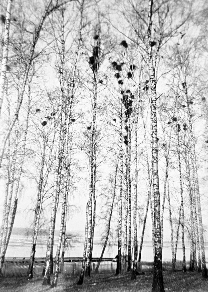 Гнезда, 1977 год