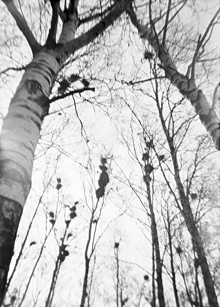 Гнезда, 1977 год