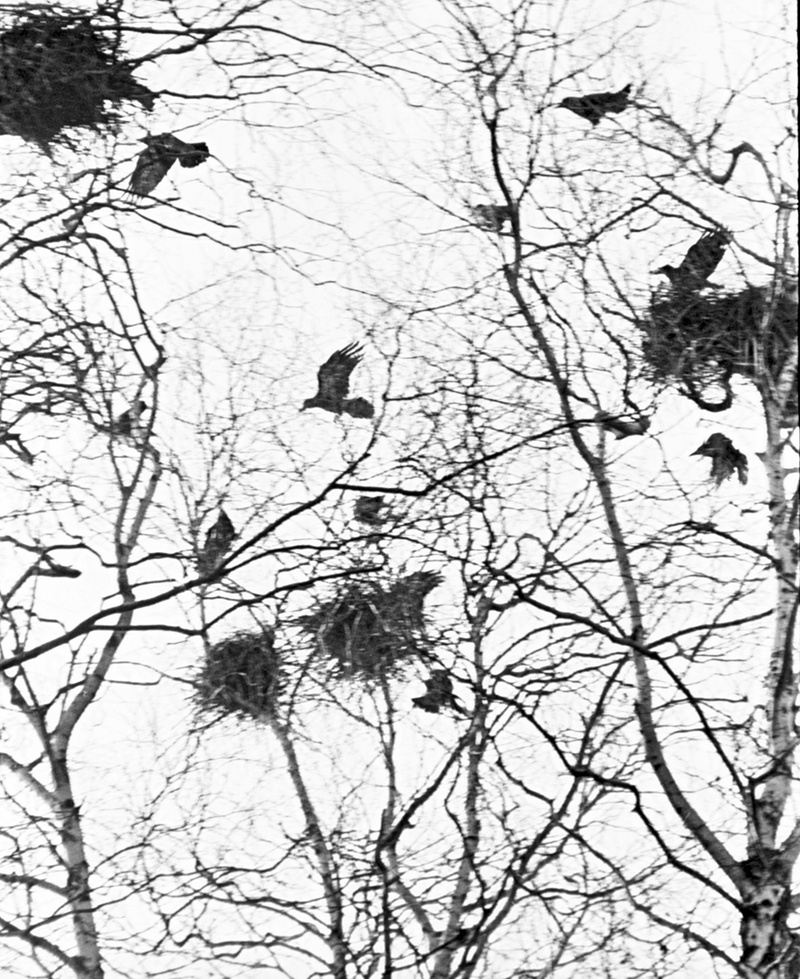 Гнезда, 1977 год