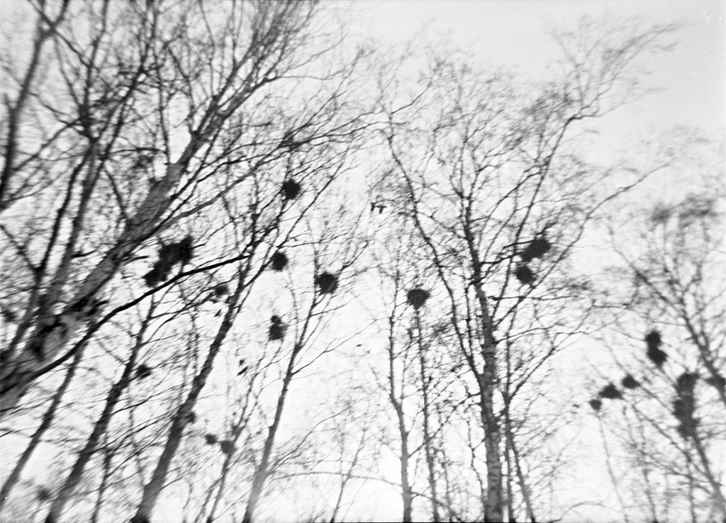 Гнезда, 1977 год