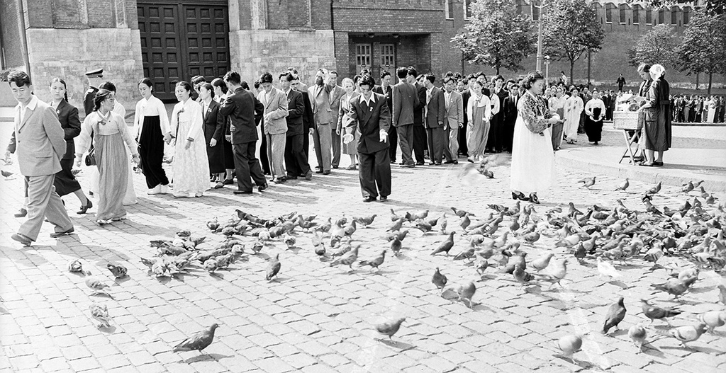 Голуби из разных стран. Фестиваль голубей. Степной голубь фото. Фестиваль голубей. Грамоты международных конкурсов 2022 год.