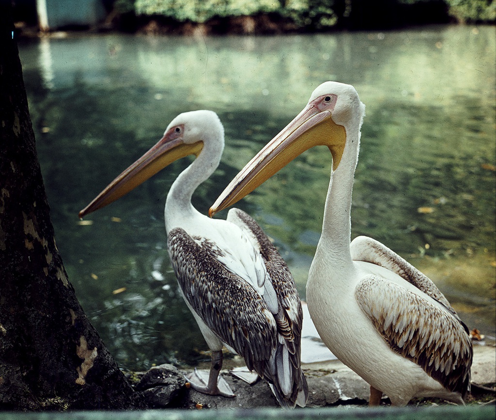Пеликаны, 1970-е. Выставки&nbsp;«Птицы» и «Дикие животные России» с этой фотографией.