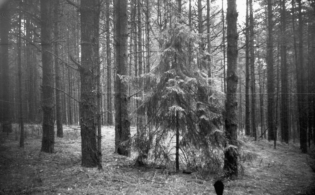 Заросли хвойного леса, 1 июня 1976 - 30 августа 1976, Псковская обл., Себежский р-н. 