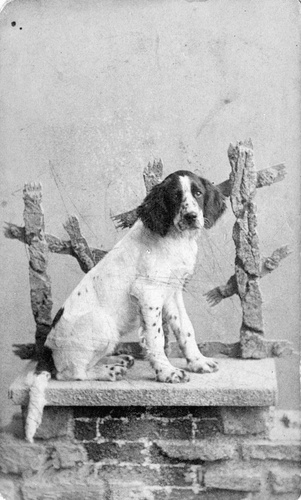 Собака по кличке Казбек, 1899 год, г. Ташкент