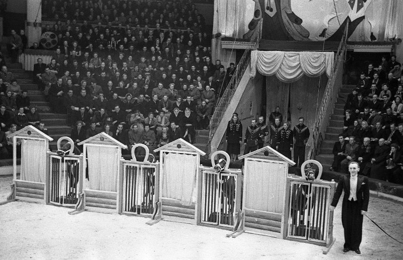 Дмитрий Кострюков с конюшней дрессированных лошадей и пони, 1956 год, г. Москва. Московский цирк на Цветном бульваре.