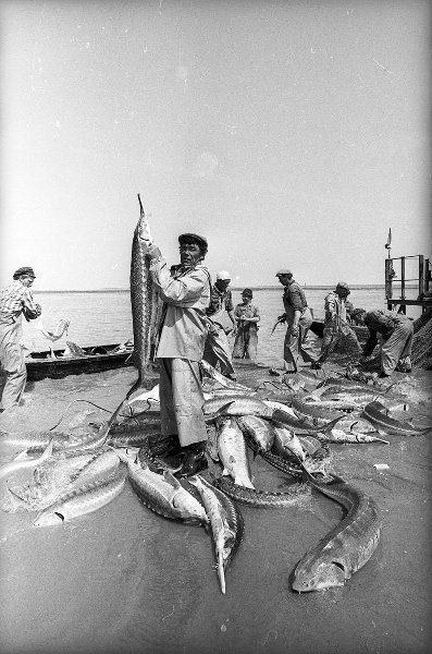 Рыбаки астраханские — хороший улов, 1980-е, г. Астрахань. Выставка «На просторах Волги» с этой фотографией.