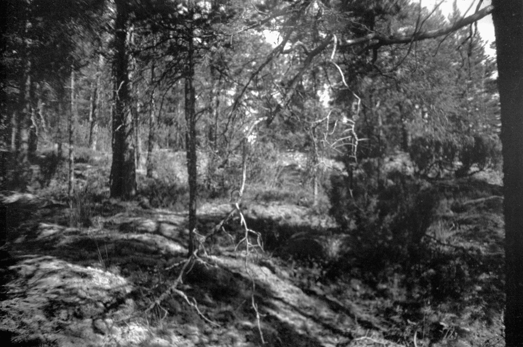 Фото "Заросли соснового леса", 1 июня 1986 - 28 августа 1988 ...