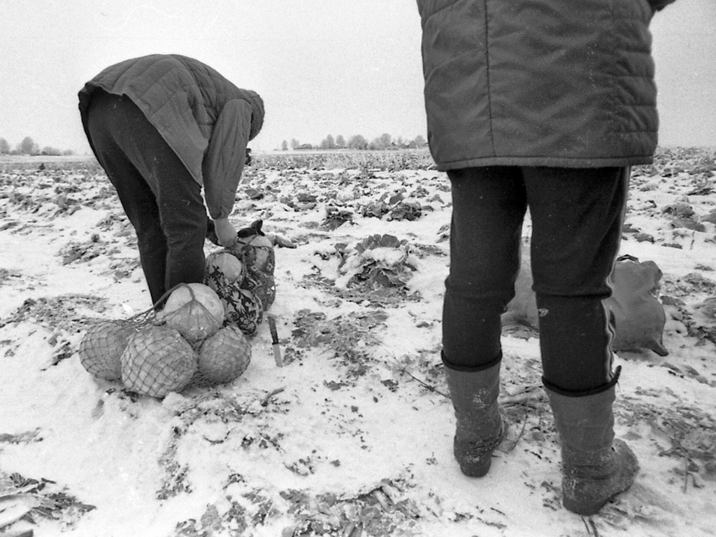 «Продовольственная программа в действии», 1991 - 1994, Ярославская обл.. 