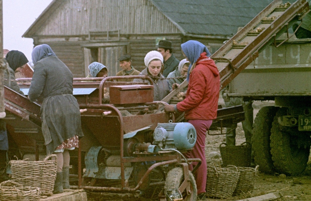 ИТР на уборке картофеля, 1976 год, Ярославская обл.. 