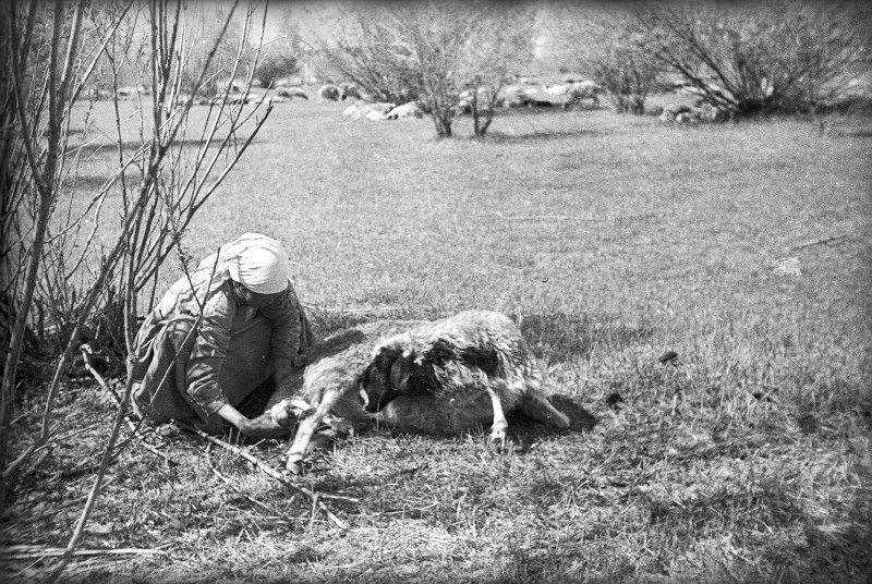 Женщина принимает роды у овцы, 1938 год, Бурят-Монгольская АССР. Выставка «Страна Ая-Ганга» с этой фотографией.