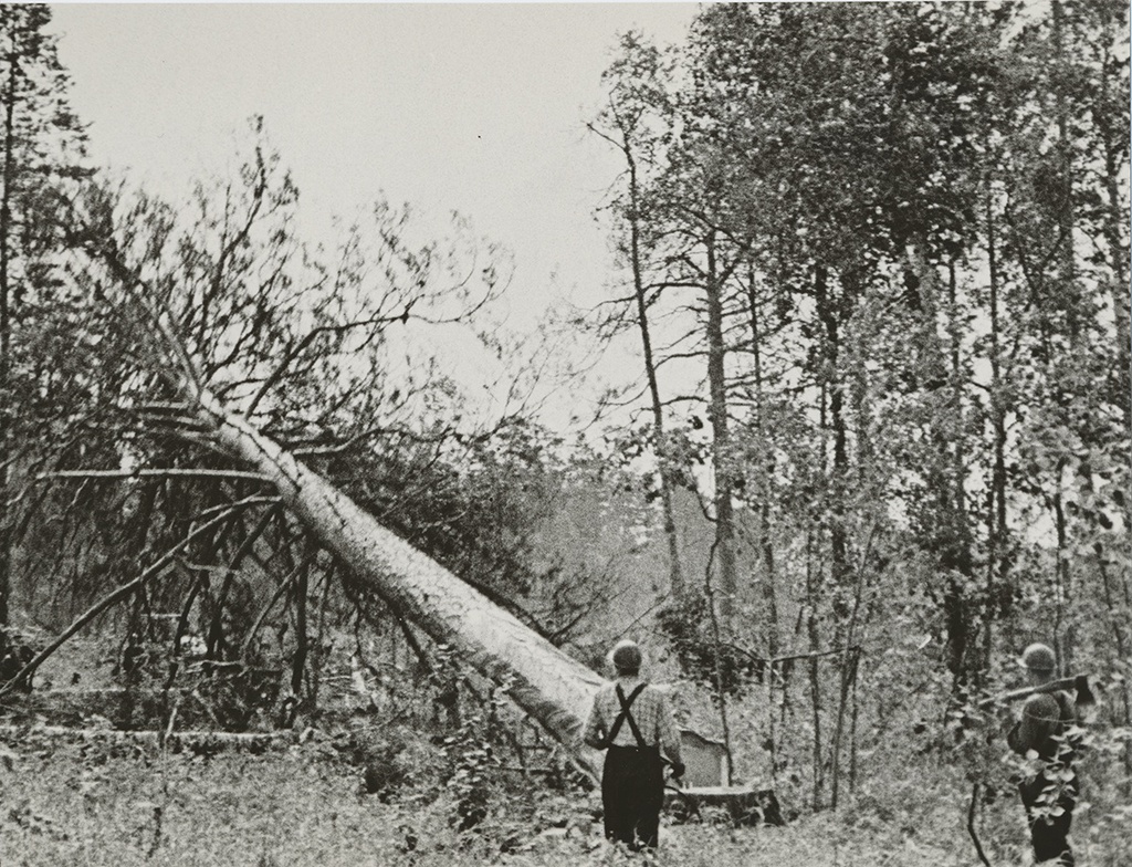 Заготовка леса в сибирской тайге. Лесорубы за работой, 25 сентября 1964, Сибирь