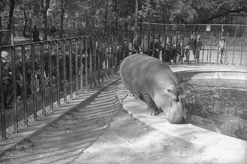 Московский зоопарк старые фотографии