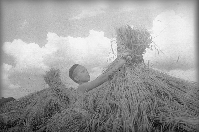 Мальчик на полевых работах, 1942 год, Московская обл.. Выставка «На сеновал!» с этой фотографией.