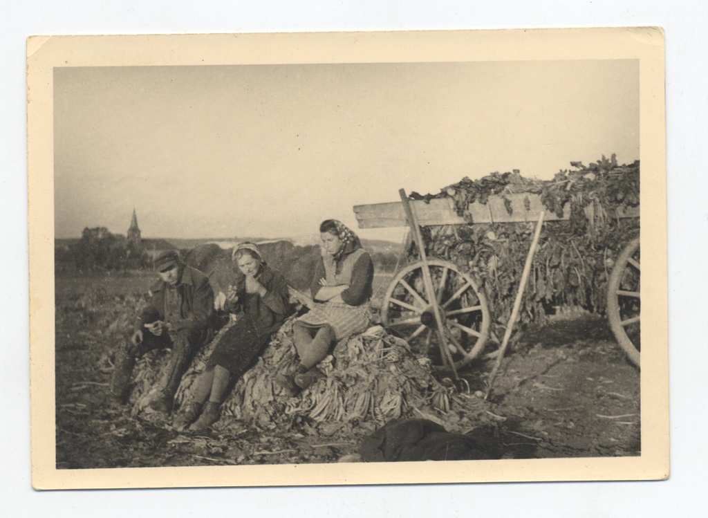 Косьба, 1942 - 1945, Германия, с. Гильде. Выставка «Остарбайтеры в Третьем рейхе» с этой фотографией»