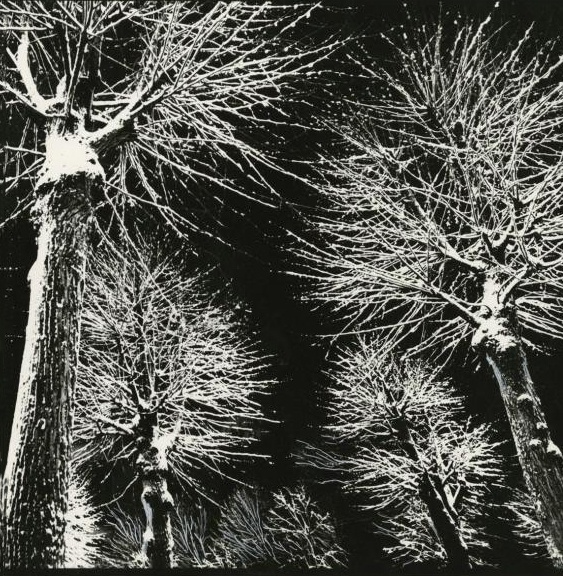 Деревья зимой, 1970-е. Выставки:&nbsp;«Лучшие фотографии зимы», «Падал прошлогодний снег»,&nbsp;«Ночь, улица, фонарь, аптека...» с этим снимком.