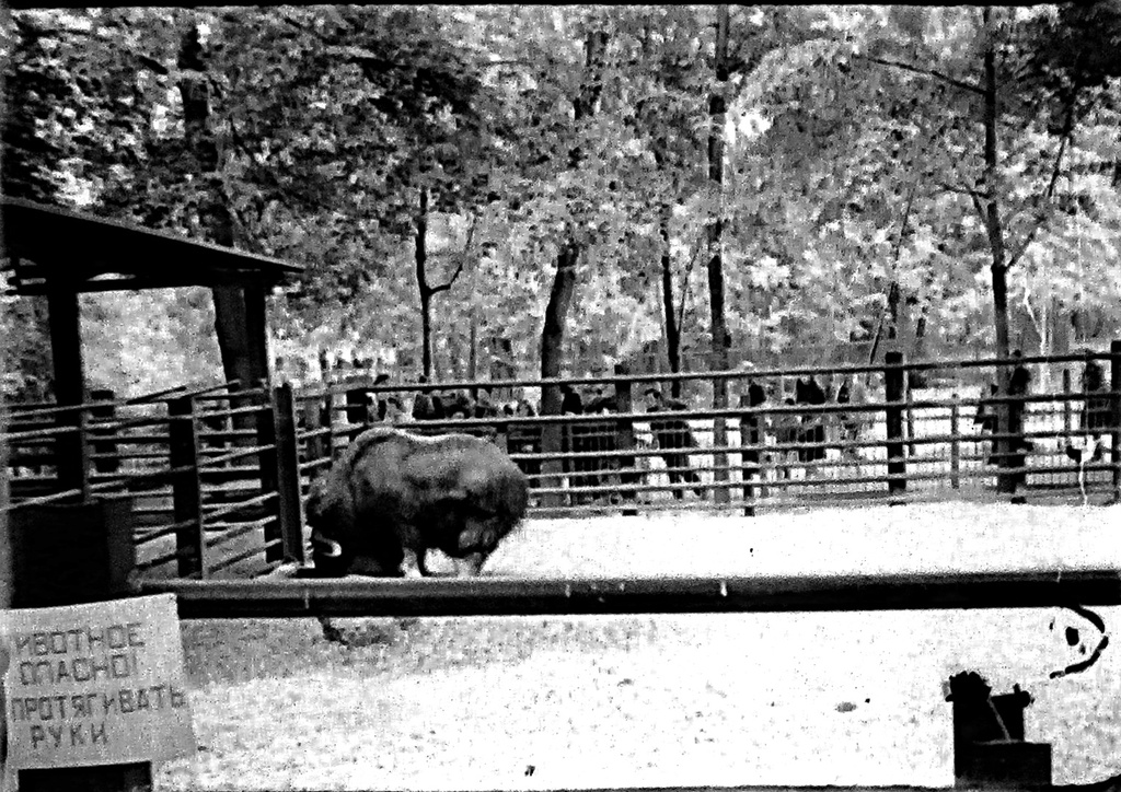 Фото "В зоопарке", 1978 год, г. Москва - История России в фотографиях