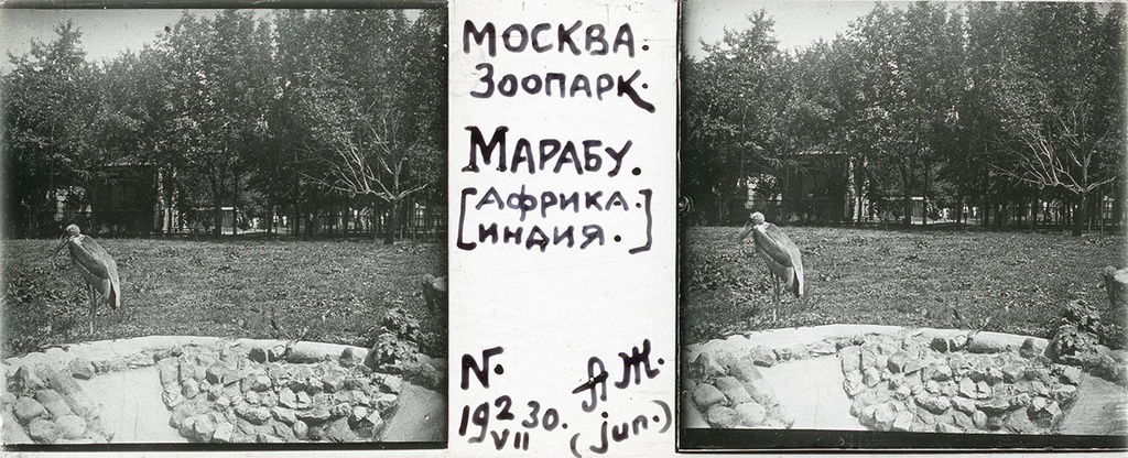 Зоопарк. Марабу, 2 июля 1930, г. Москва. Выставка «Архив доктора Живаго. Зоопарки двух столиц» с этой фотографией.