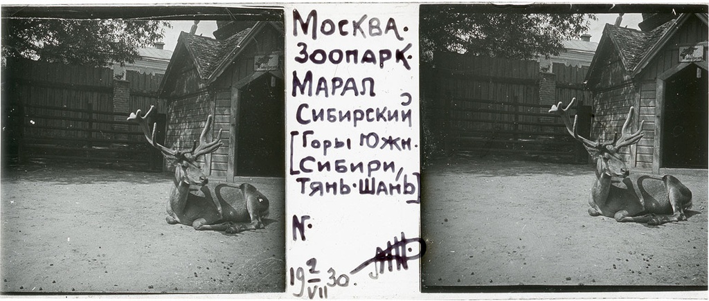 Зоопарк. Сибирский марал, 2 июля 1930, г. Москва. Выставка «Архив доктора Живаго. Зоопарки двух столиц» с этой фотографией.