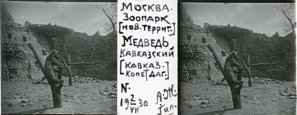 Зоопарк. Медвежонок, 2 июля 1930, г. Москва. Выставка «Архив доктора Живаго. Зоопарки двух столиц» с этой фотографией.