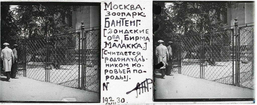 Зоопарк. Перед клеткой с бантенгом (быком), 2 июля 1930, г. Москва. Выставка «Архив доктора Живаго. Зоопарки двух столиц» с этой фотографией.