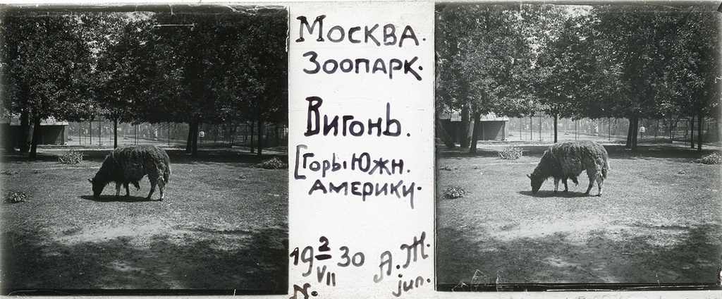 Зоопарк. Вигонь, 2 июля 1930, г. Москва. Выставка «Архив доктора Живаго. Зоопарки двух столиц» с этой фотографией.